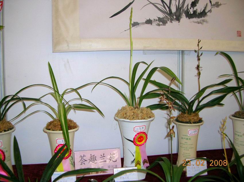 顺德陈村2008年迎春兰花博览会-获奖兰花概况