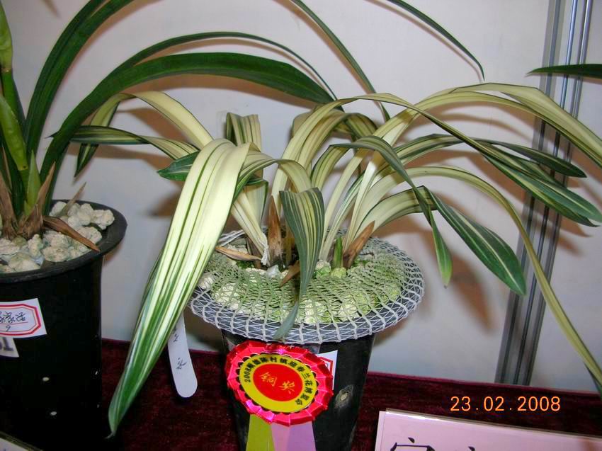 顺德陈村2008年迎春兰花博览会-获奖兰花概况