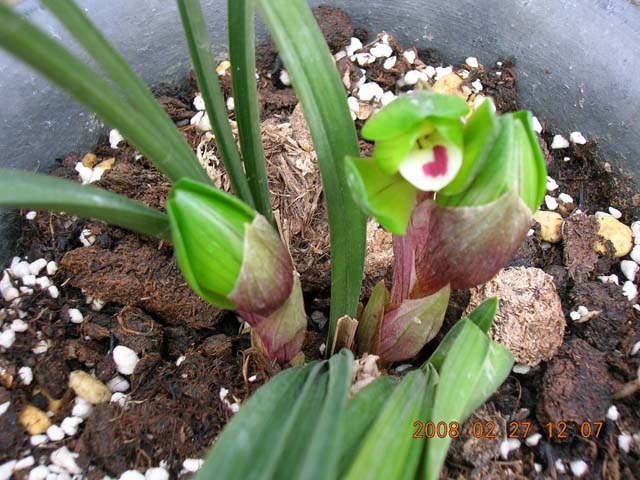 请看--神效土养的春兰大富贵!初开!-种养心得-中国兰花交易网社区