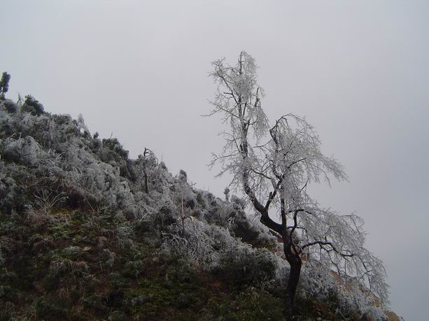 观赏梁野山兰花生长地雪景