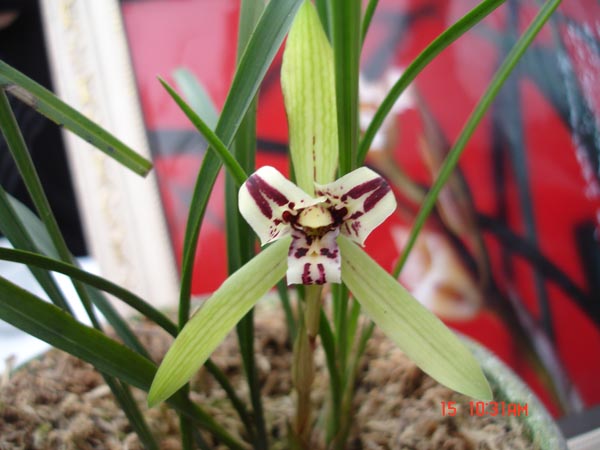 春兰新品三心蝶!-春兰篇-中国兰花交易网社区