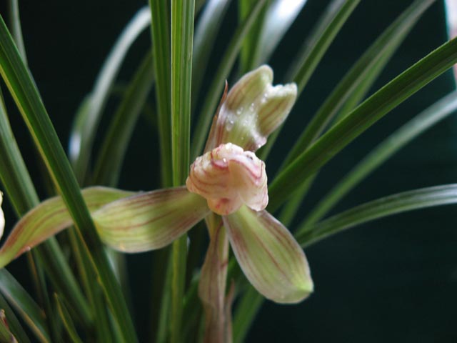 雪龙花开-墨兰篇-中国兰花交易网社区