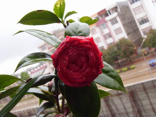 按此在新窗口浏览图片