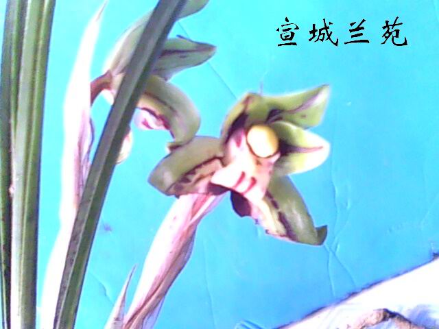 按此在新窗口浏览图片