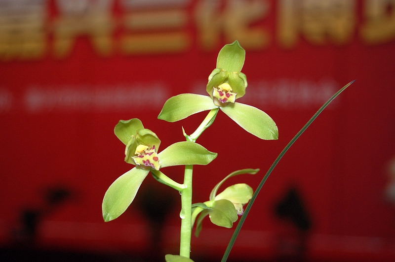 嘉兴蕙展的不羡仙-蕙兰篇-中国兰花交易网社区