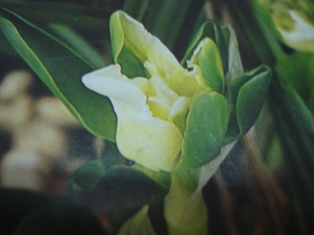 兰花植料植金石哪种好 兰花专用植料营养土牌