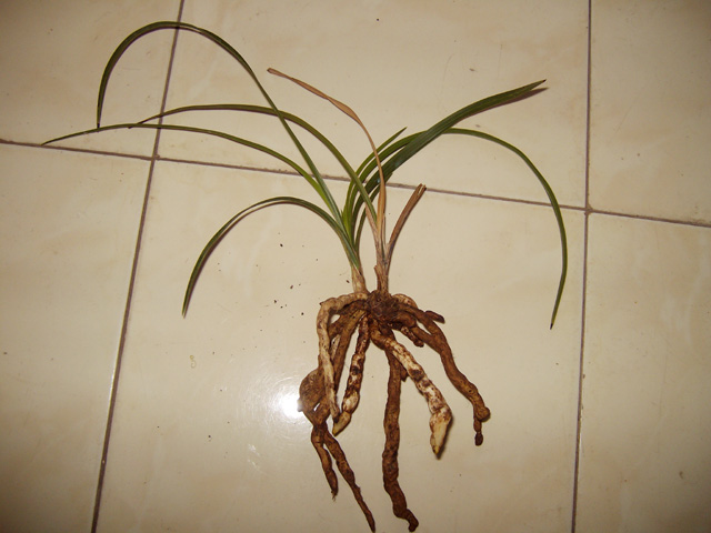 老草