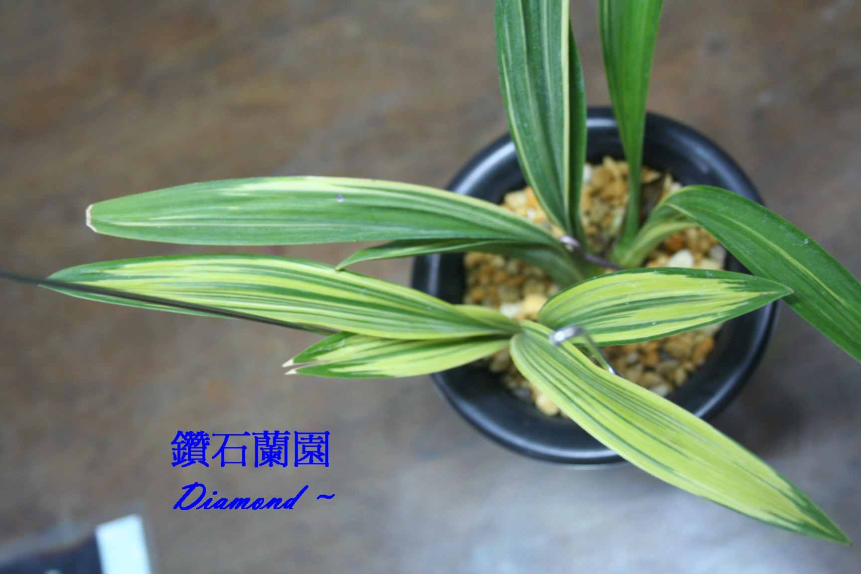 按此在新窗口浏览图片