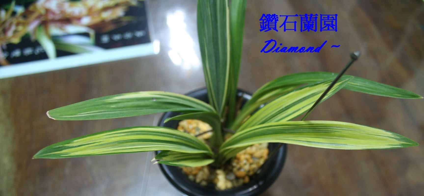 按此在新窗口浏览图片