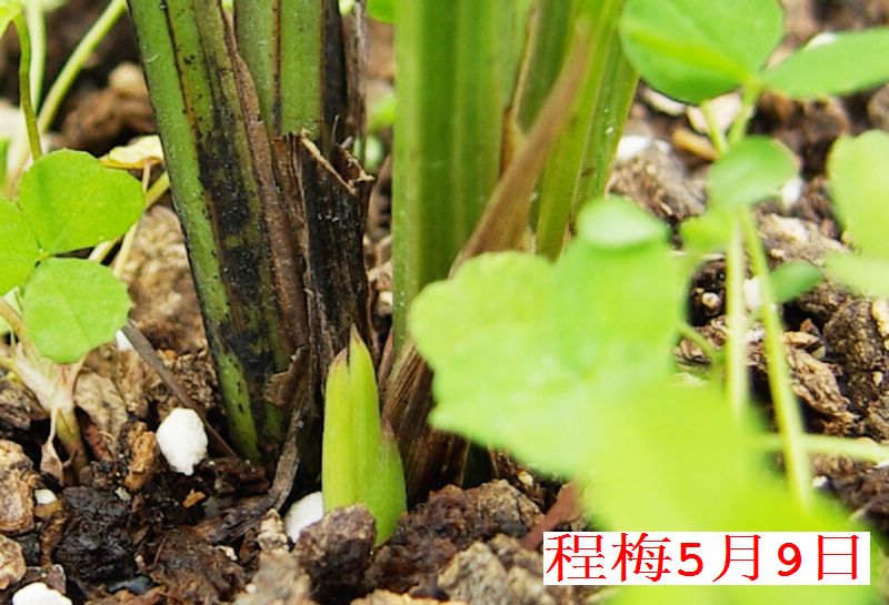按此在新窗口浏览图片