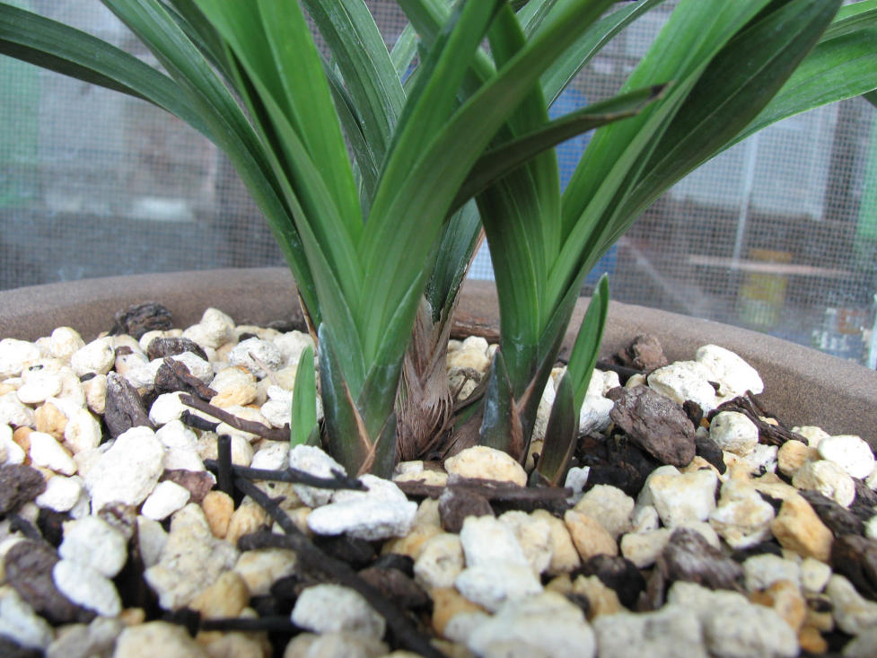 养兰半年的成绩(春兰)-种养心得-中国兰花交易