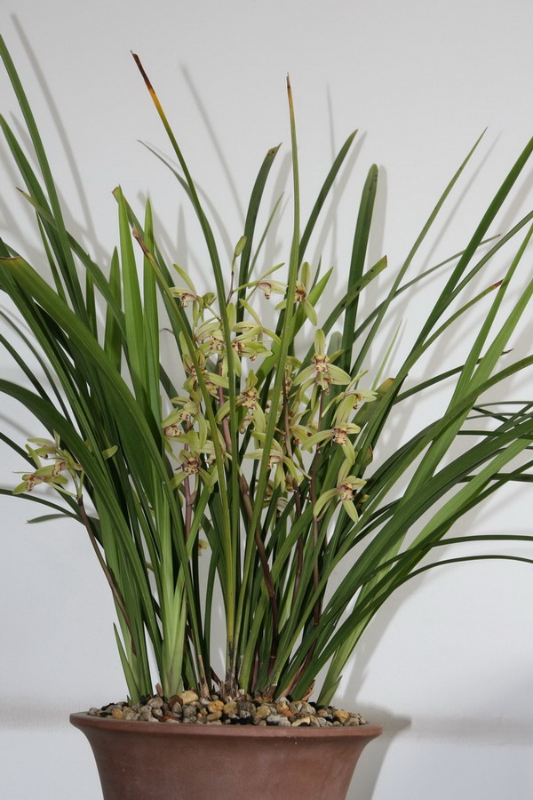 今天动粗了-建兰篇-中国兰花交易网社区