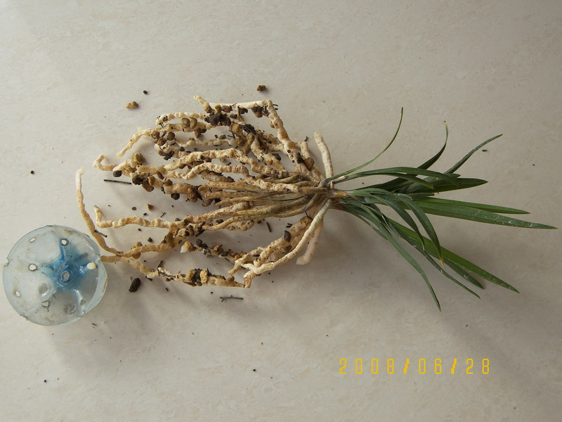 组培绿云阶段性生长情况汇报_续3(最新图片