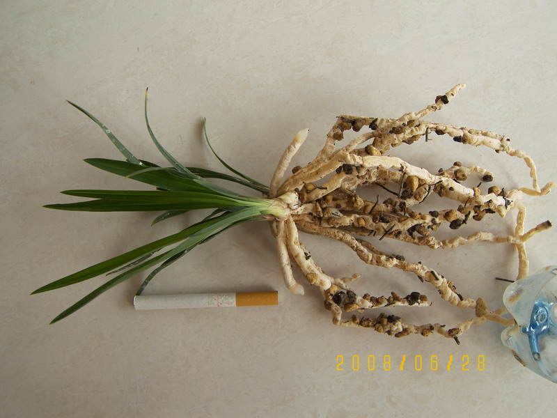 组培绿云阶段性生长情况汇报_续3(最新图片