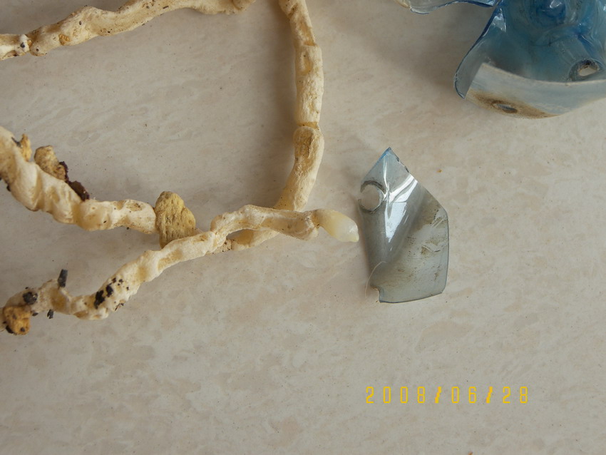 组培绿云阶段性生长情况汇报_续3(最新图片