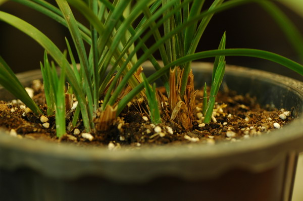 阳光是最好的催芽剂-以兰会友-中国兰花交易网