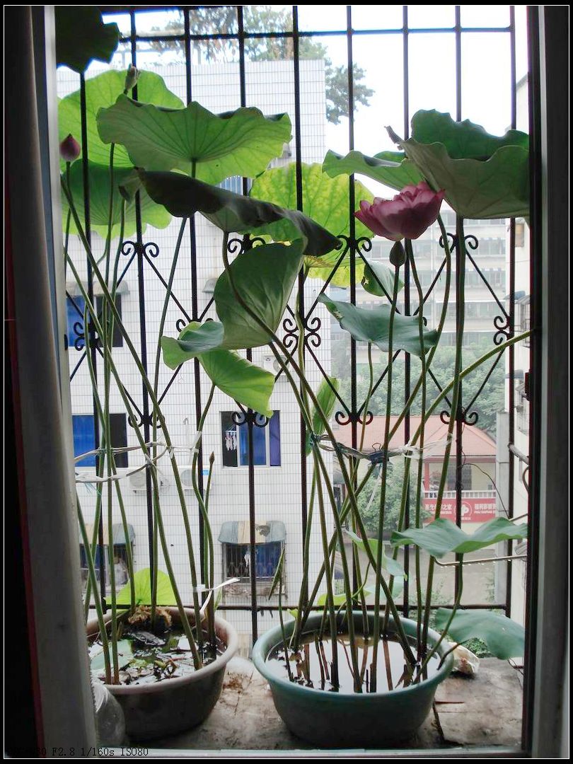 按此在新窗口浏览图片