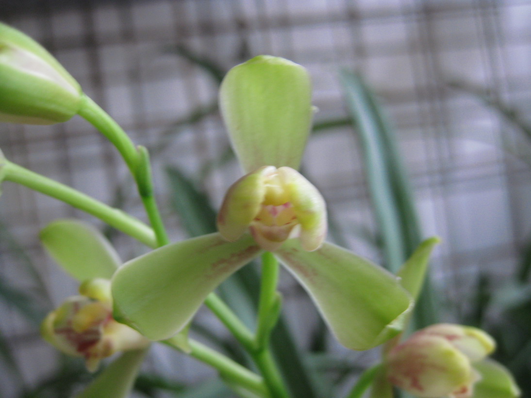 借我借我一双慧眼吧-摄影书画-中国兰花交易网