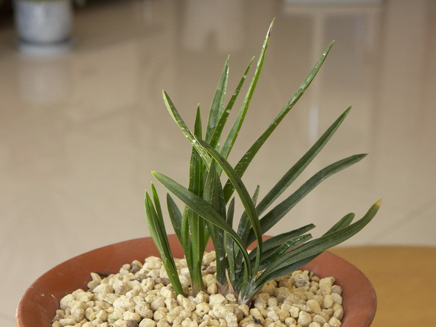 组培绿云阶段性生长情况汇报_续3(最新图片