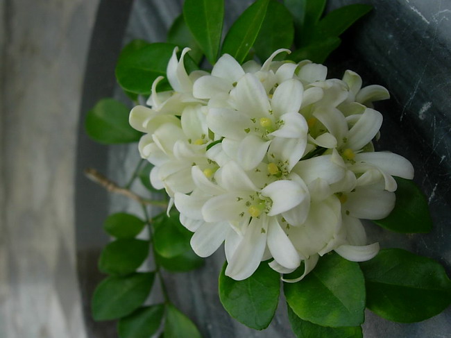 九里花开十里香-以兰会友-中国兰花交易网社区