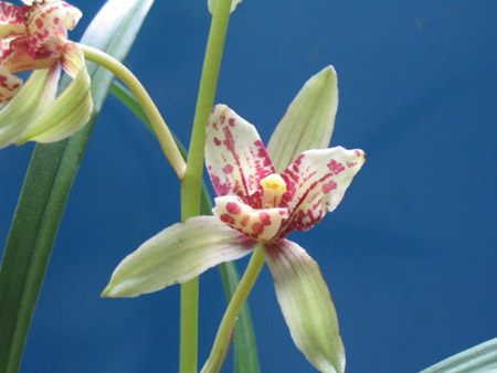 兰花的喉管是啥东东,请教-种养心得-中国兰花交