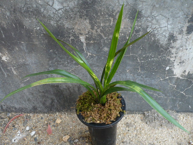 略见一斑---白头斑-墨兰篇-中国兰花交易网社区