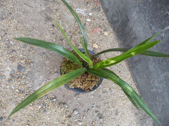 略见一斑---白头斑-墨兰篇-中国兰花交易网社区