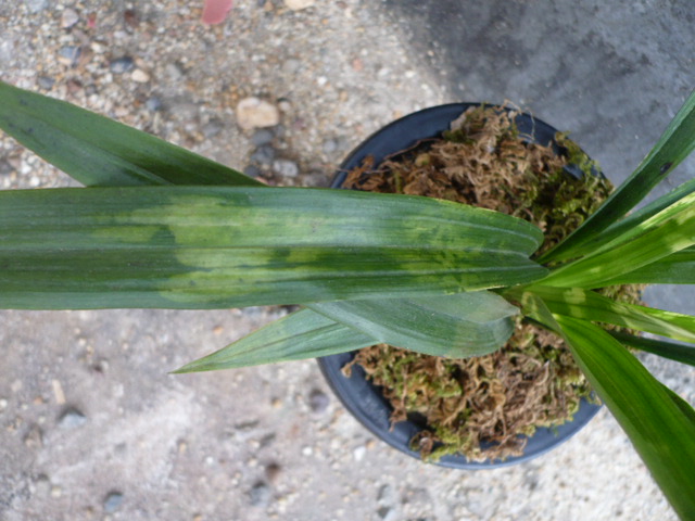 略见一斑---白头斑-墨兰篇-中国兰花交易网社区