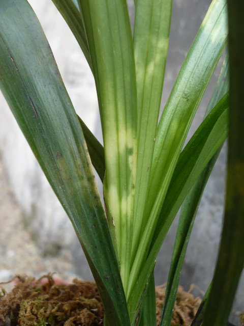 略见一斑---白头斑-墨兰篇-中国兰花交易网社区