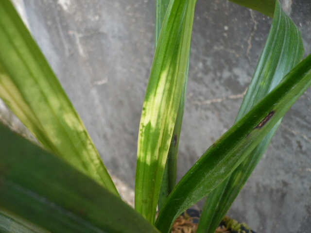 略见一斑---白头斑-墨兰篇-中国兰花交易网社区