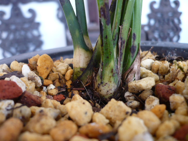 略见一斑---白头斑-墨兰篇-中国兰花交易网社区