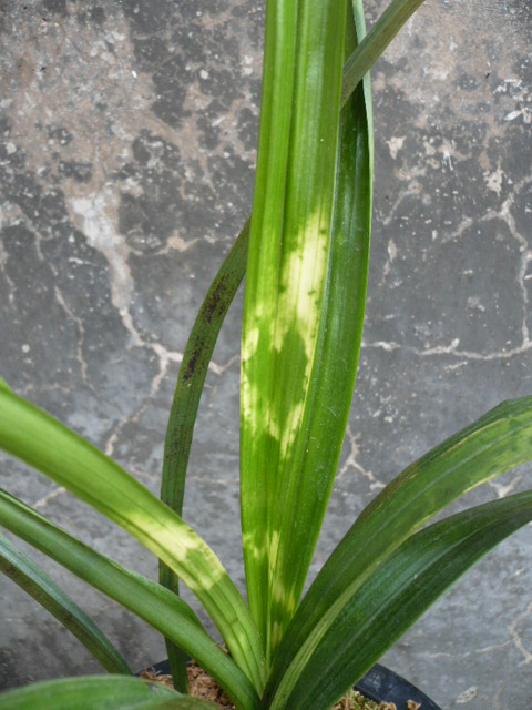 略见一斑---白头斑-墨兰篇-中国兰花交易网社区