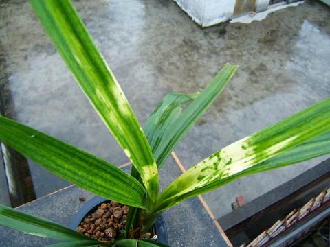 略见一斑---白头斑-墨兰篇-中国兰花交易网社区