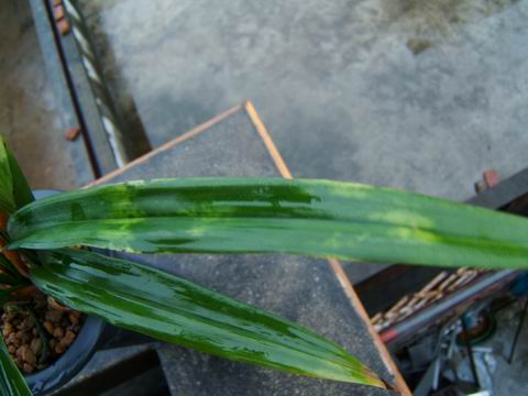 略见一斑---白头斑-墨兰篇-中国兰花交易网社区