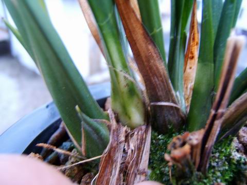 略见一斑---白头斑-墨兰篇-中国兰花交易网社区