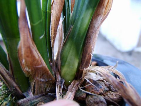 略见一斑---白头斑-墨兰篇-中国兰花交易网社区