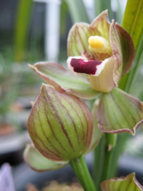 反季节开出的邛州红荷-春剑篇-中国兰花交易网