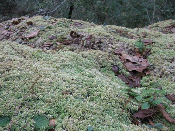 大山里刚采的新鲜水苔活水苔