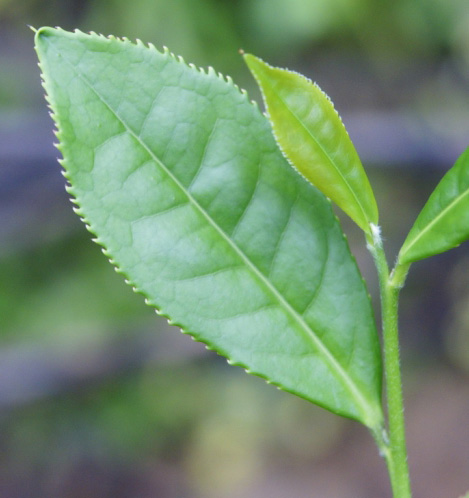背景 壁纸 昆虫 绿色 绿叶 树叶 植物 桌面 469_498图片