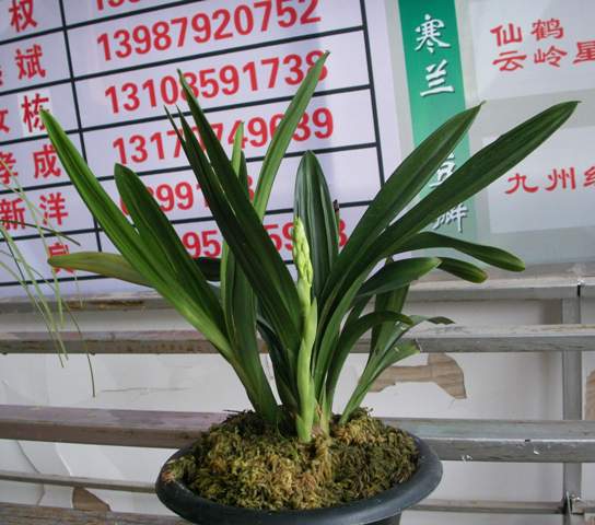 日本兰友说:很像〈日本国旗〉下山原生种-笑口