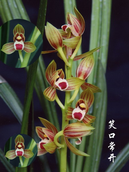 日本兰友说:很像〈日本国旗〉下山原生种-笑口