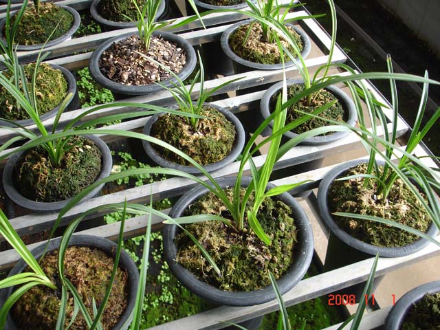 请欣赏莲瓣荷瓣极品——荷之冠的叶夹和花苞细赏