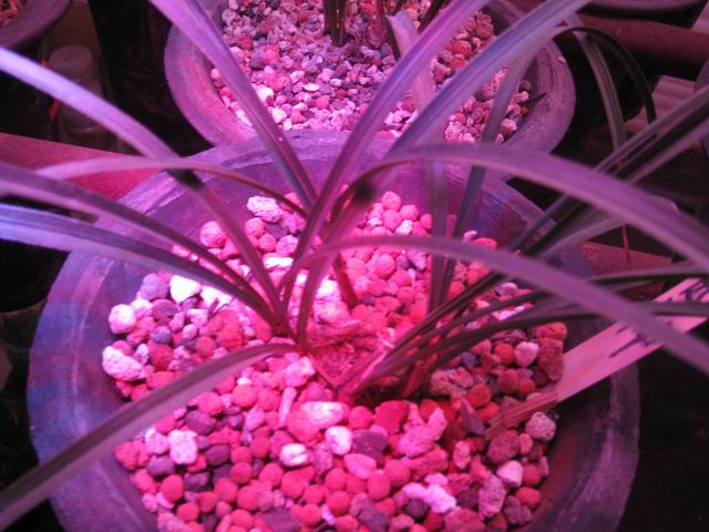 diy植物补光灯
