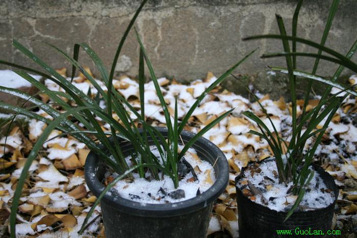 兰花能忍受的最低温度是多少?-种养心得-中国