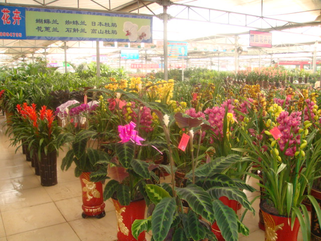 鲁南花卉城
