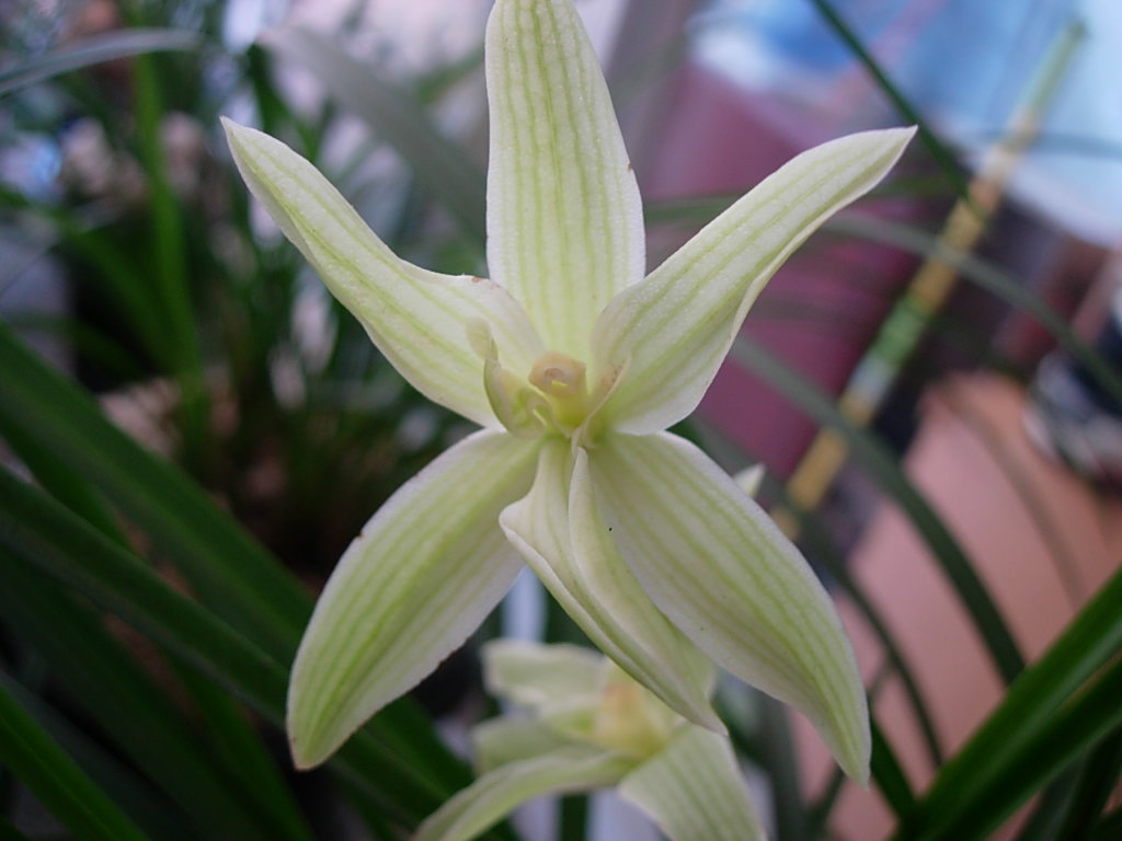09赏花之莲瓣素