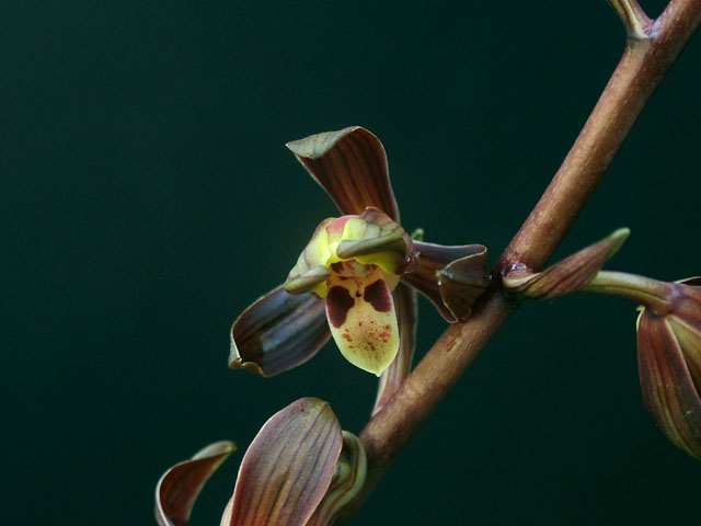早开的闽西红梅-墨兰篇-中国兰花交易网社区
