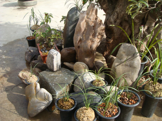 自制假山-以兰会友-中国兰花交易网社区