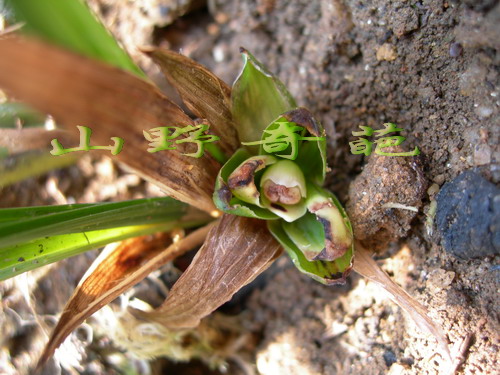 新手养兰用什么牌子相机拍兰花照最好-种养心