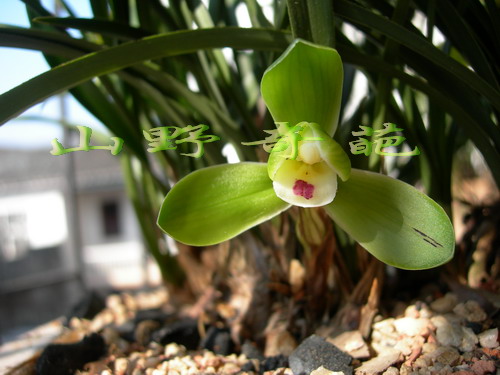 新手养兰用什么牌子相机拍兰花照最好-新手养